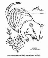 Coloring Pages Aardvark Ant Kids Eater Wild Sheet Honkingdonkey Activity Animal Choose Board Library Clipart Popular Animals Line sketch template