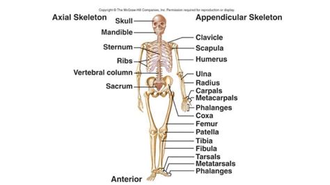 introduction   bones   human body