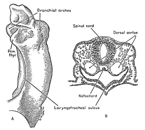Paper Normal Development Of The Trachea And Esophagus In Man Embryology