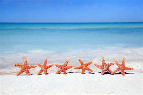 starfish  beach ocean starfish  beach