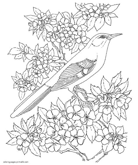 bird colouring pages  adults coloring pages printablecom