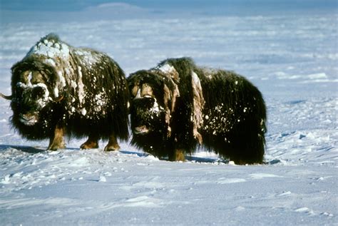 arctic tundra musk oxen arctic tundra animals arctic tundra mammals