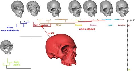 cranium  oldest human ancestor   looked