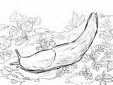 Slug Coloring Banana Pages Sea Slugs Printable Drawing Color Template 53kb 132px Categories sketch template