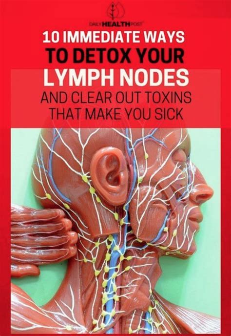 lymphatic system images  pinterest lymphatic system
