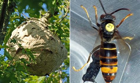 What Is The Killer Asian Hornet Invasion Daily Mail Online