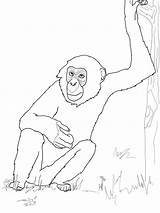 Chimpanzee Bonobos Bonobo Draw Szympans Kolorowanki Monkey Schimpanse sketch template