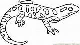 Coloring Salamander Pages Newt Spotted Yellow Drawing Lizard Eastern Printable Kids Animals Colouring Color Template Salamandra Clipart Colorear Para Draw sketch template