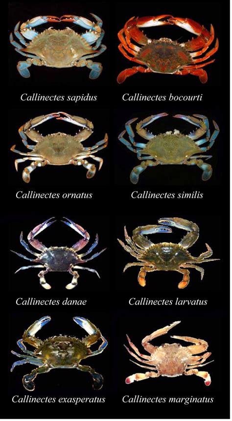 the male blue crab callinectes sapidus uses both chromatic and achromatic cues during mate