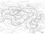 Coloring Pages Snake Rat Drawing Printable sketch template