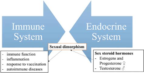 scheme of connection of immune and endocrine systems as
