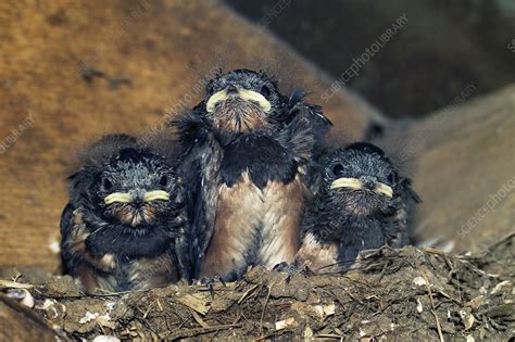 Swallow Chicks Stock Image Z892 0521 Science Photo Library