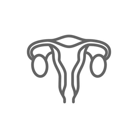 cervix illustrations royalty free vector graphics and clip art istock