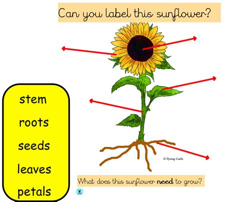 sunflower parts diagram