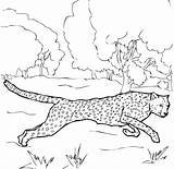 Cheetah Gepard Ghepardo Kleurplaat Malvorlagen Printen Beyblade Cheetahs Volwassenen Supercoloring Tiere Kleurplaten Popular Onlycoloringpages sketch template