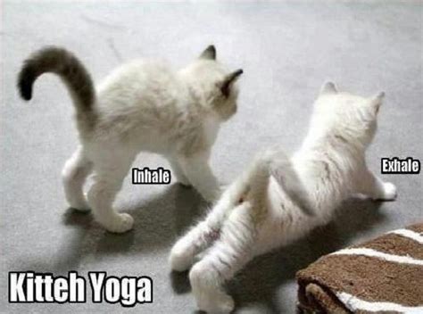 Cat Yoga Jokes