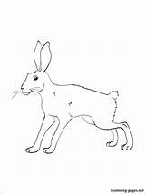 Pages Coloring Snowshoe Hare Getcolorings Getdrawings sketch template
