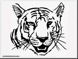 Tiger Coloring Pages Realistic Tigers Roaring Tooth Saber Detroit Getcolorings Getdrawings Drawing Printable Clipart Colouring Baby Template Clip sketch template