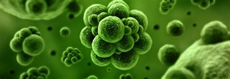 Virus Hongos Y Bacterias