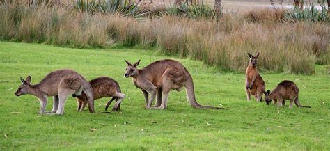 why do kangaroos hop goway