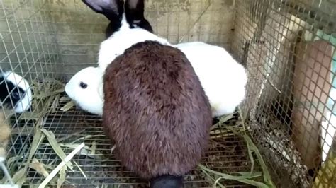 rabbit mating rabbit breeding youtube