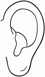 Ears Ear Oreja Orejas Senses Oido Humano Hearing Laminas Oidos Anatomy sketch template