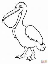 Coloring Pages Pelican Bird Printable sketch template