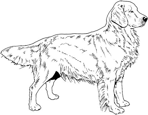 golden retriever realistic dog coloring pages drawsocutedogs learn