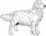 Retriever Chien Hunde Weiss Labrador Puppy Tiere Honden Chiens Zwart Breed Hond Plaatjes Pyrenees Malvorlagen Hundebilder Retrievers Howtodraw sketch template