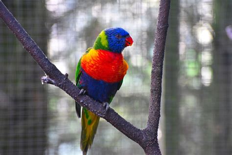 rainbow parrot parrot animals rainbow