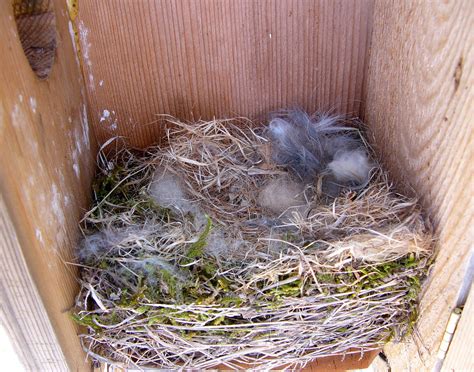 carolina chickadee nest  chickadees   great pro flickr