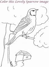 Coloring Sparrow Library Clipart Sketch Pages Popular sketch template