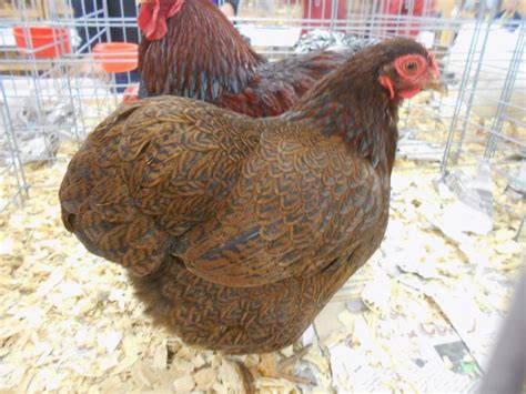 Partridge Wyandotte Bantam Chicks For Sale Cackle Hatchery