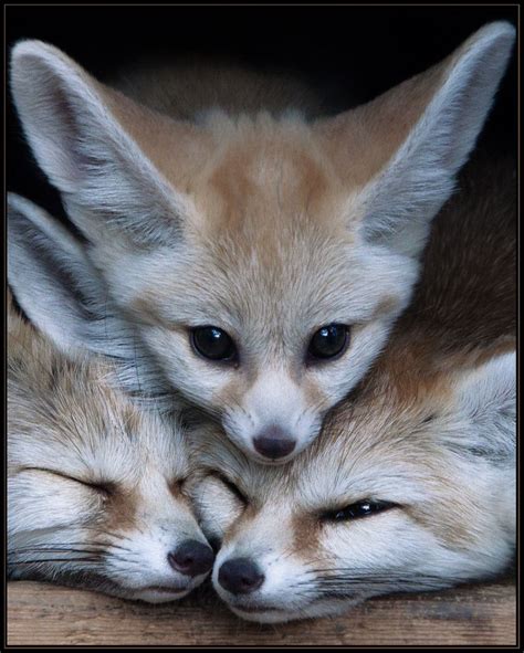 fennec cute animals animals beautiful pet fox