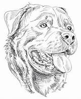 Rottweiler Dog Drawings Outline Puppies Tattoo Coloring Face Draw Pages Dogs Drawing Wonderful Portrait Kleurplaten Tattoos Perro Dibujo Rottweilers Markings sketch template