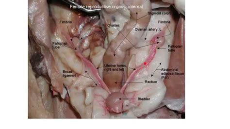 anatomy of female sex organs full real porn