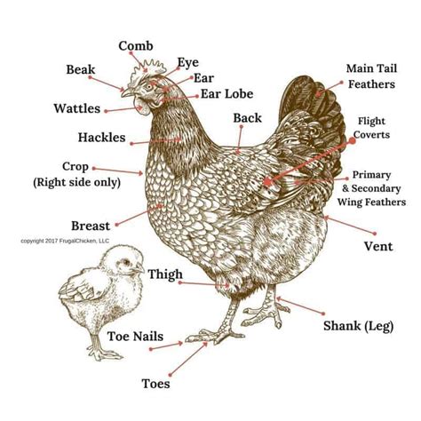 chicken anatomy  pampered chicken mama raising backyard chickens