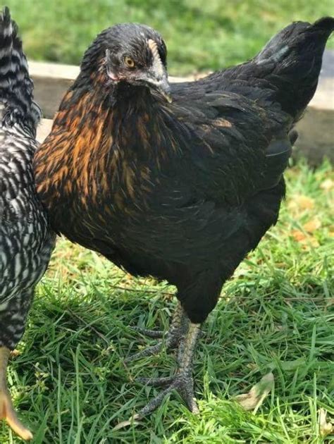 Black Sex Link Brown Egg Laying Chickens Cackle Hatchery