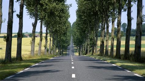 straight road lined  trees