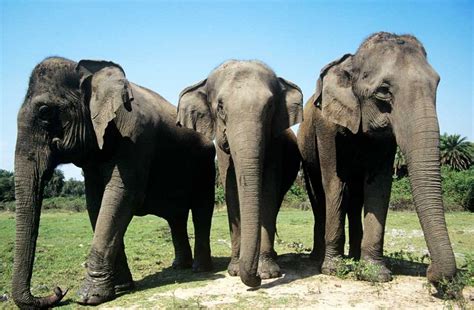 asian elephant facts weight habitat diet life cycle