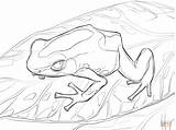 Frog Rana Frogs Dart Dardo Colorear Grenouille Dyeing Freddie Ranas Colouring Froesche Kleurplaat Coqui sketch template