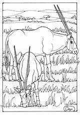 Dandi Seleccionar Oryx sketch template