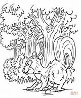 Bosque Skunk Florestas Floresta Pintar sketch template