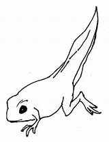 Froglet Frogs Cartoon sketch template