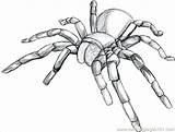 Tarantula Spider Coloring Pages Colouring Choose Board Step Drawing sketch template