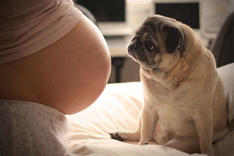 convivência entre cães e grávidas