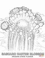 Coloring Arizona Cactus State Flower Pages Saguaro Symbols Printable Flowers Blossoms Template Supercoloring Categories sketch template