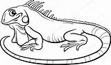 Iguana Clipart Coloring Cartoon Outline Colouring Pages Stock Book Illustration Drawing Vector Para Colorear Kids 123rf Previews Reptiles Clipartmag Webstockreview sketch template