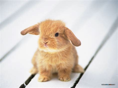cute secret cute bunnies