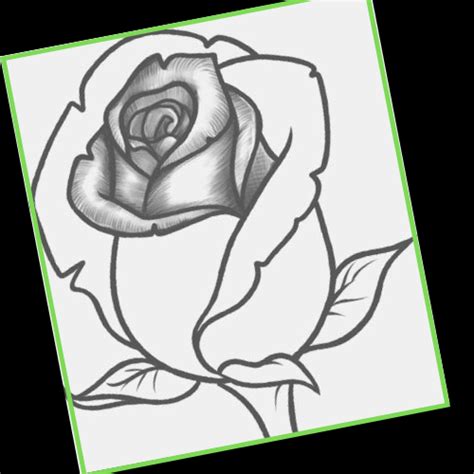 Dibujando Rosas A Lapiz